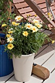 ARGYRANTHEMUM IN CONTAINER