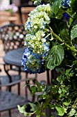 HYDRANGEA ON PATIO