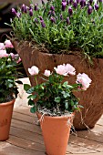 ROSES IN TERRACOTTA CONTAINERS