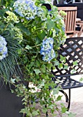 HYDRANGEA IN CONTAINER ON PATIO