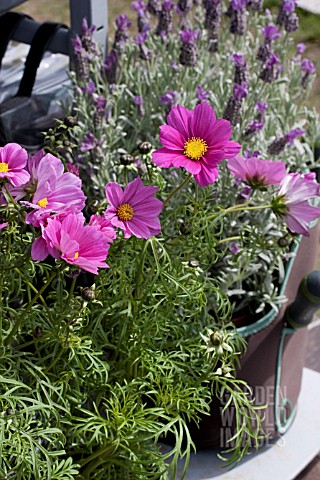 COSMOS_AND_LAVANDULA_IN_CONTAINER