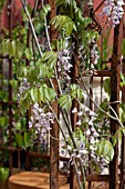 WISTERIA GROWING ON METAL FRAME