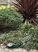 PRUNING CEANOTHUS