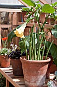 BRUGMANSIA IN THE GREENHOUSE