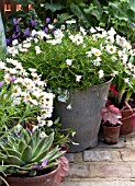 ARGYRANTHEMUM IN CONTAINER