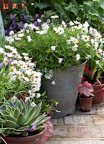 ARGYRANTHEMUM_IN_CONTAINER