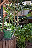 GARDENING TOOLS IN GREENHOUSE