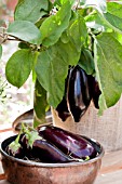 HARVESTED AUBERGINES AND PLANT