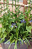 AGAPANTHUS AND DIGITALIS IN CONTAINER