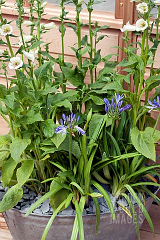 AGAPANTHUS_AND_DIGITALIS_IN_CONTAINER