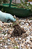 REMOVING WEED FROM GRAVEL