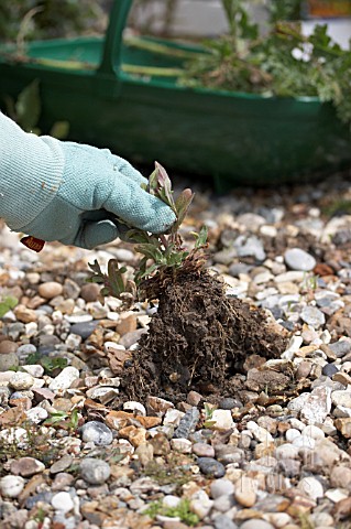 REMOVING_WEED_FROM_GRAVEL