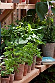 PARSLEY IN TERRACOTTA POTS