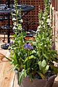 DIGITALIS AND ALLIUM IN CONTAINER