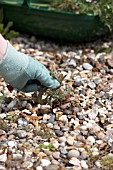 REMOVING WEED FROM GRAVEL