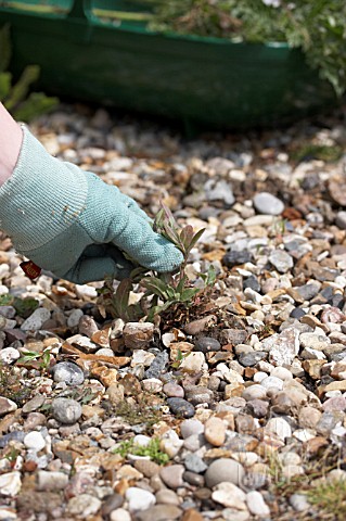 REMOVING_WEED_FROM_GRAVEL
