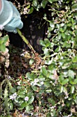 REMOVING LARGE WEED FROM CEANOTHUS