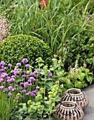 ALCHEMILLA WITH ALLIUM SCHOENOPRASUM