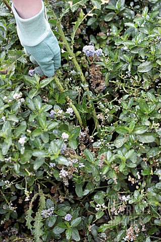 REMOVING_LARGE_WEED_FROM_CEANOTHUS