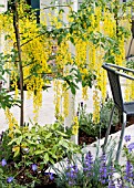 LABURNUM ON PATIO