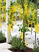 LABURNUM ON PATIO