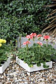 PELARGONIUMS READY FOR PLANTING