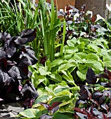 MIXED FOLIAGE PLANTING