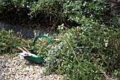 PRUNING CEANOTHUS