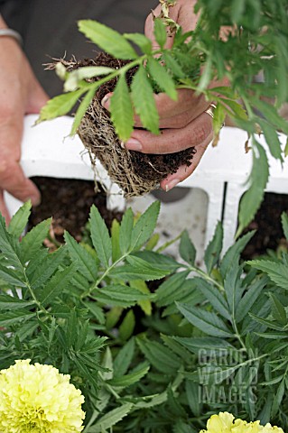 PLANTING_TAGETES_ERECTA__REMOVING_PLANTS_FROM_PACKAGING