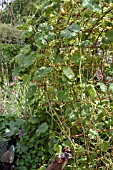 GROWING VEGETABLES OVER A FRAME