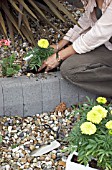 PLANTING TAGETES ERECTA IN BORDER