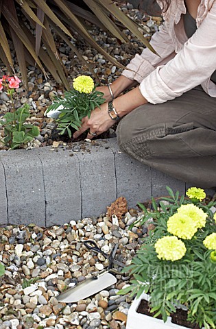 PLANTING_TAGETES_ERECTA_IN_BORDER