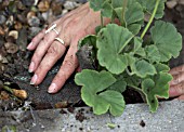 PLANTING PELARGONIUMS,  REPLACE MEMBRANE