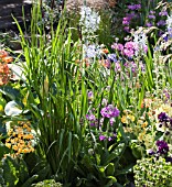 PRIMULA BEESIANA IN ASSOCIATION