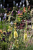 VERBASCUM IN COLOURFUL BORDER