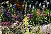 VERBASCUM IN ASSOCIATION