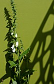 DIGITALIS WITH SHADOW