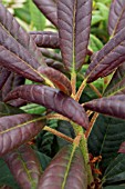 DWARF RHODODENDRON RED