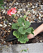 PLANTING PELARGONIUMS UNDER MEMBRANE