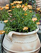 OSTEOSPERMUM IN LARGE CONTAINER