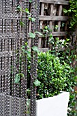 THE DRAWING ROOM GARDEN  URBAN LONDON GARDEN  LONICERA CLIMBING THROUGH CHAIN SCREEN.  DESIGNED BY: EARTH DESIGNS.