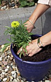 PLANTING UP CONTAINER,  TAGETES ERECTA