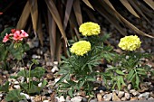 TAGETES ERECTA AND PELARGONIUMS PLANTED IN GRAVEL