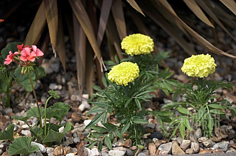 TAGETES_ERECTA_AND_PELARGONIUMS_PLANTED_IN_GRAVEL