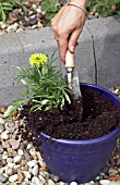 PLANTING TAGETES ERECTA IN CONTAINER