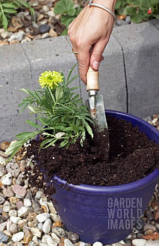 PLANTING_TAGETES_ERECTA_IN_CONTAINER
