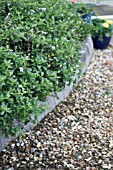 PRUNING CEANOTHUS,  AFTER PRUNING