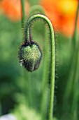 PAPAVER NUDICAULE ,  GARDEN GNOME POPPY,  ICELANDIC POPPY.