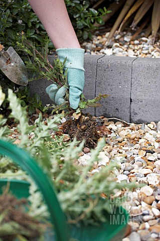 REMOVING_WEEDS_FROM_GRAVEL