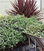 PRUNING CEANOTHUS,  TIDYING UP